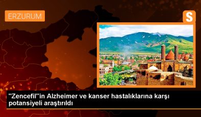 Zencefildeki Kurkumin Maddesinin Potansiyeli Araştırılıyor