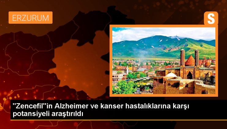 Zencefildeki Kurkumin Maddesinin Potansiyeli Araştırılıyor