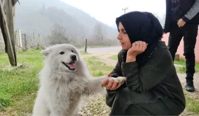 Çatıya Çıkan Köpek İtfaiyeyi Yanına Yaklaştırmadı