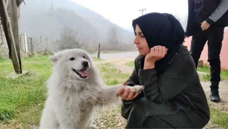 Çatıya Çıkan Köpek İtfaiyeyi Yanına Yaklaştırmadı