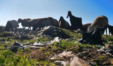 Çukurova’nın bereketli toprakları ‘plastik ovası’na dönüştü