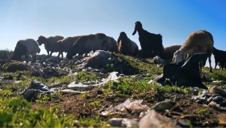 Çukurova’nın bereketli toprakları ‘plastik ovası’na dönüştü