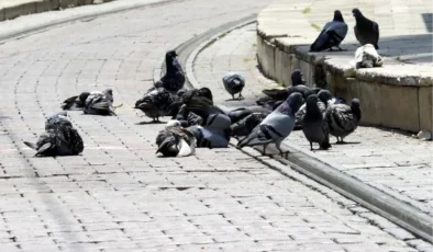 Güvercin ve kumru beslemek popülasyon artışına ve hastalık yayılımına neden oluyor