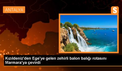 İstanbul’da zehirli balon balığı alarmı: Rotasını Marmara Denizi’ne çevirdi