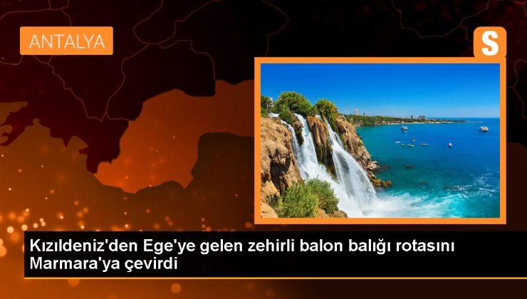 İstanbul’da zehirli balon balığı alarmı: Rotasını Marmara Denizi’ne çevirdi