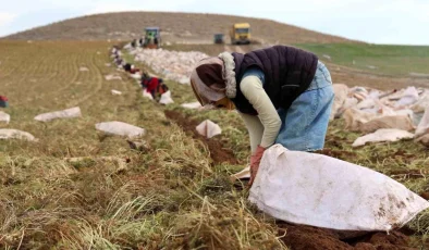 Konya’da Kadınlar Tarafından Havuç Üretimi Artıyor