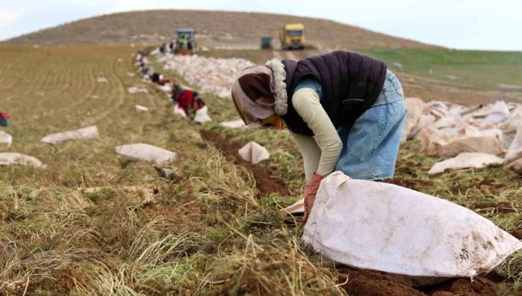 Konya’da Kadınlar Tarafından Havuç Üretimi Artıyor