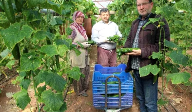 Salatalık Fiyatları Tartışmalara Yol Açıyor