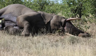 Güney Afrika’da Kaçak Avcılar Yırtıcıları Zehirliyor