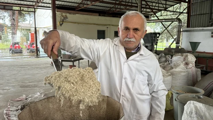 Karadeniz Tarımsal Araştırma Enstitüsünde Kenevir Atıklarından Yakıt Üretildi