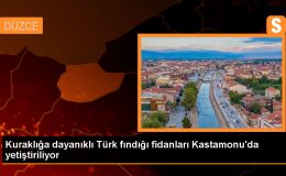 Kuraklığa dayanıklı Türk fındığı fidanları Kastamonu’da yetiştiriliyor