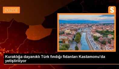 Kuraklığa dayanıklı Türk fındığı fidanları Kastamonu’da yetiştiriliyor