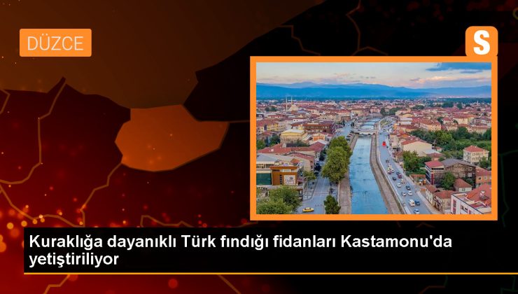 Kuraklığa dayanıklı Türk fındığı fidanları Kastamonu’da yetiştiriliyor