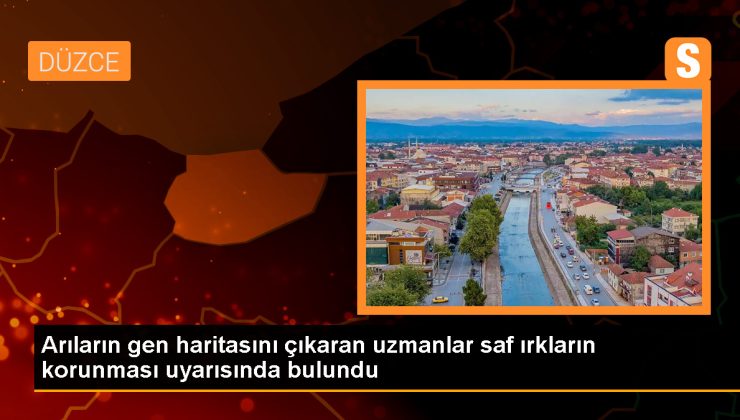 Türkiye’deki Saf Arı Irkı Sayısı Azaldı