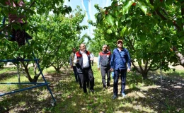 Denizli Honaz’da Kiraz Hasadı Başladı