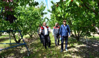 Denizli Honaz’da Kiraz Hasadı Başladı