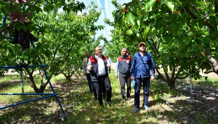 Denizli Honaz’da Kiraz Hasadı Başladı