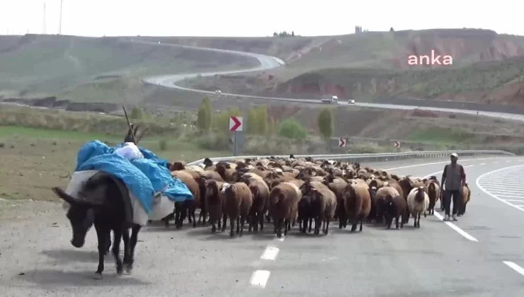 Iğdır’da Hayvancılar Maliyet Artışı Nedeniyle Zor Durumda