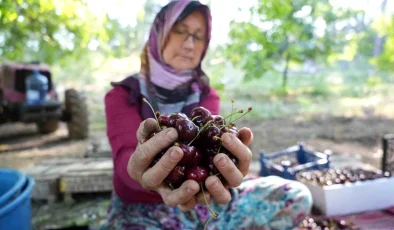 Bursa’nın Coğrafi İşaretli Keles Kirazında Hasat Başladı