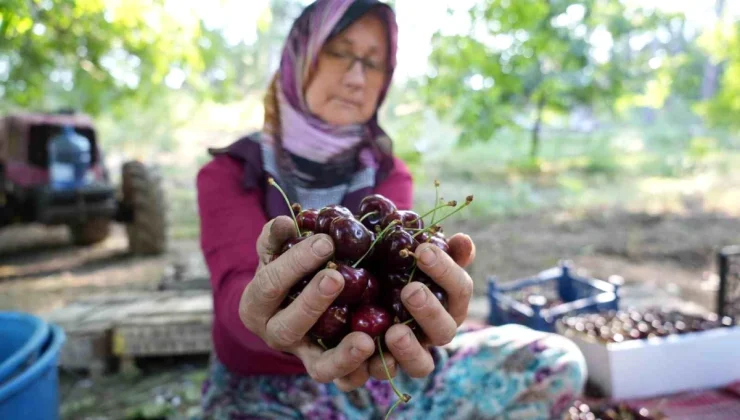 Bursa’nın Coğrafi İşaretli Keles Kirazında Hasat Başladı