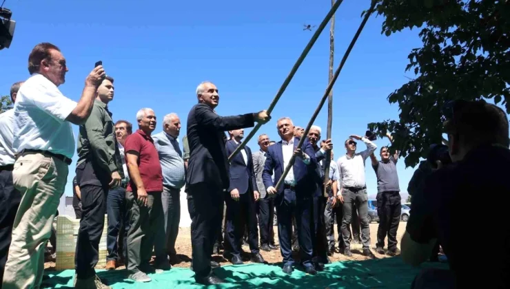 Malatya’da Kuru Kayısı Hasat Dönemi Başladı