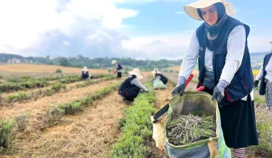 Kocaeli Büyükşehir Belediyesi Lavanta Hasadına Başladı