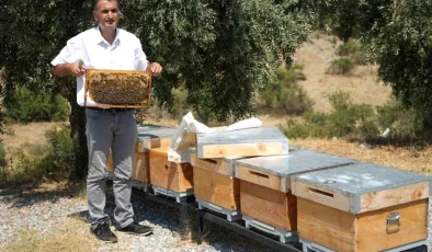 Manisa’da Yüksek Sıcaklıklar Arıların Bal Üretimini Etkiliyor