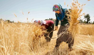 Mersin Büyükşehir Belediyesi Üreticilere Yerel Buğday Tohumu Dağıtıyor