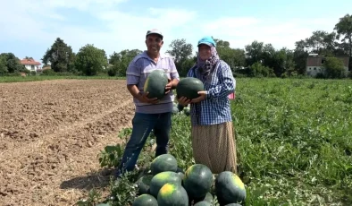 Samsun’da Karpuz ve Kavun Hasadı Başladı