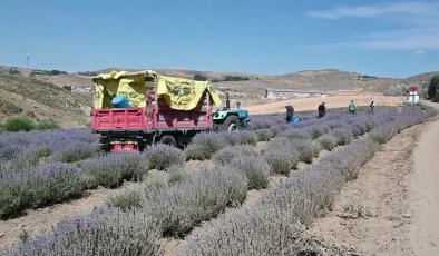 Yozgat’ta Lavanta Üreticileri Pazar Bulmakta Zorlanıyor