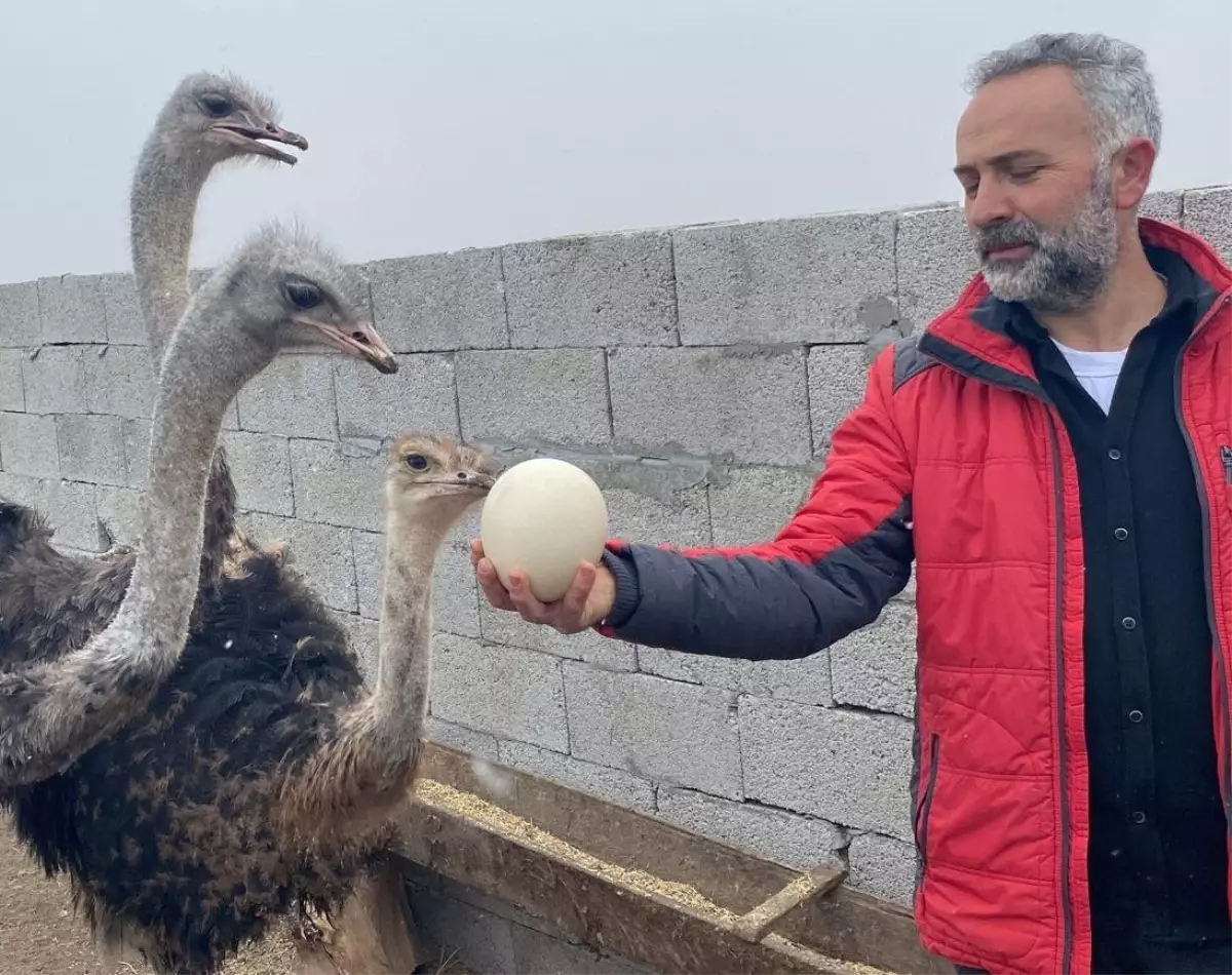 22 Yıllık Hayalini Gerçekleştirdi: Deve Kuşu Yetiştiriciliğine Başladı