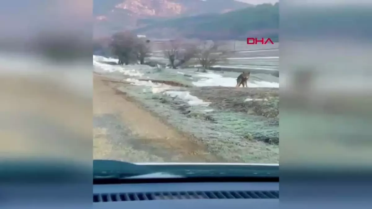 Mudurnu’da Kurt Yola İndi, Sürücü Anbean Kaydetti